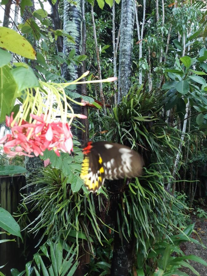 Travellers Paradise Cairns Dış mekan fotoğraf Butterfly in the Butterfly House