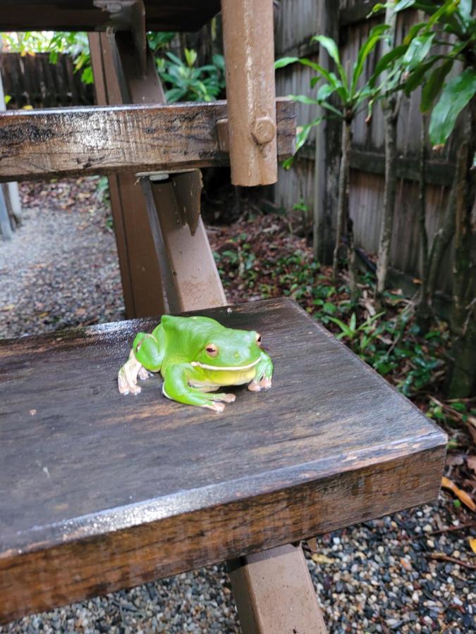 Travellers Paradise Cairns Dış mekan fotoğraf A green tree frog