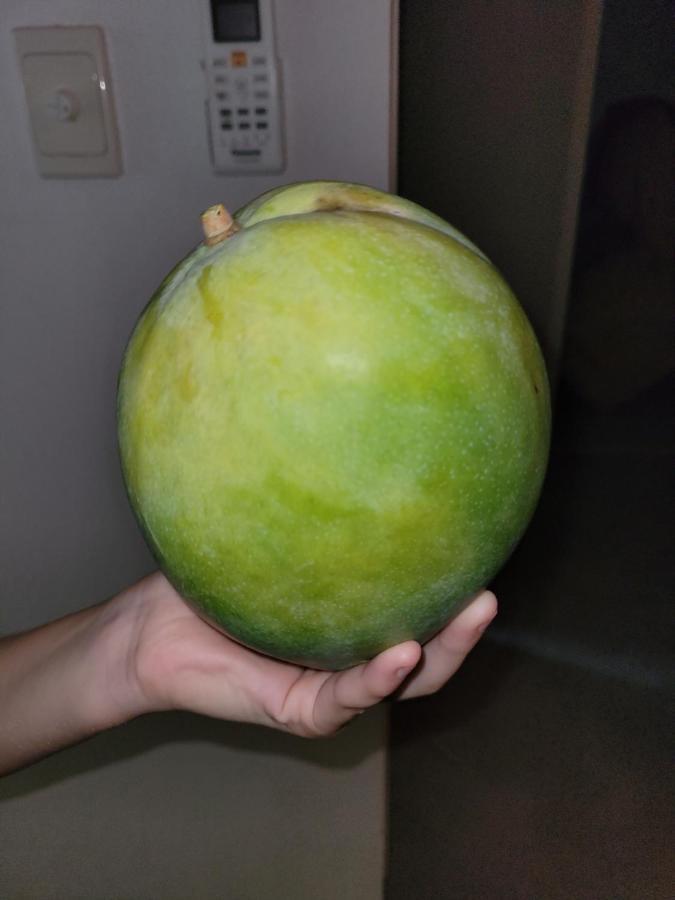 Travellers Paradise Cairns Dış mekan fotoğraf An unripe mango