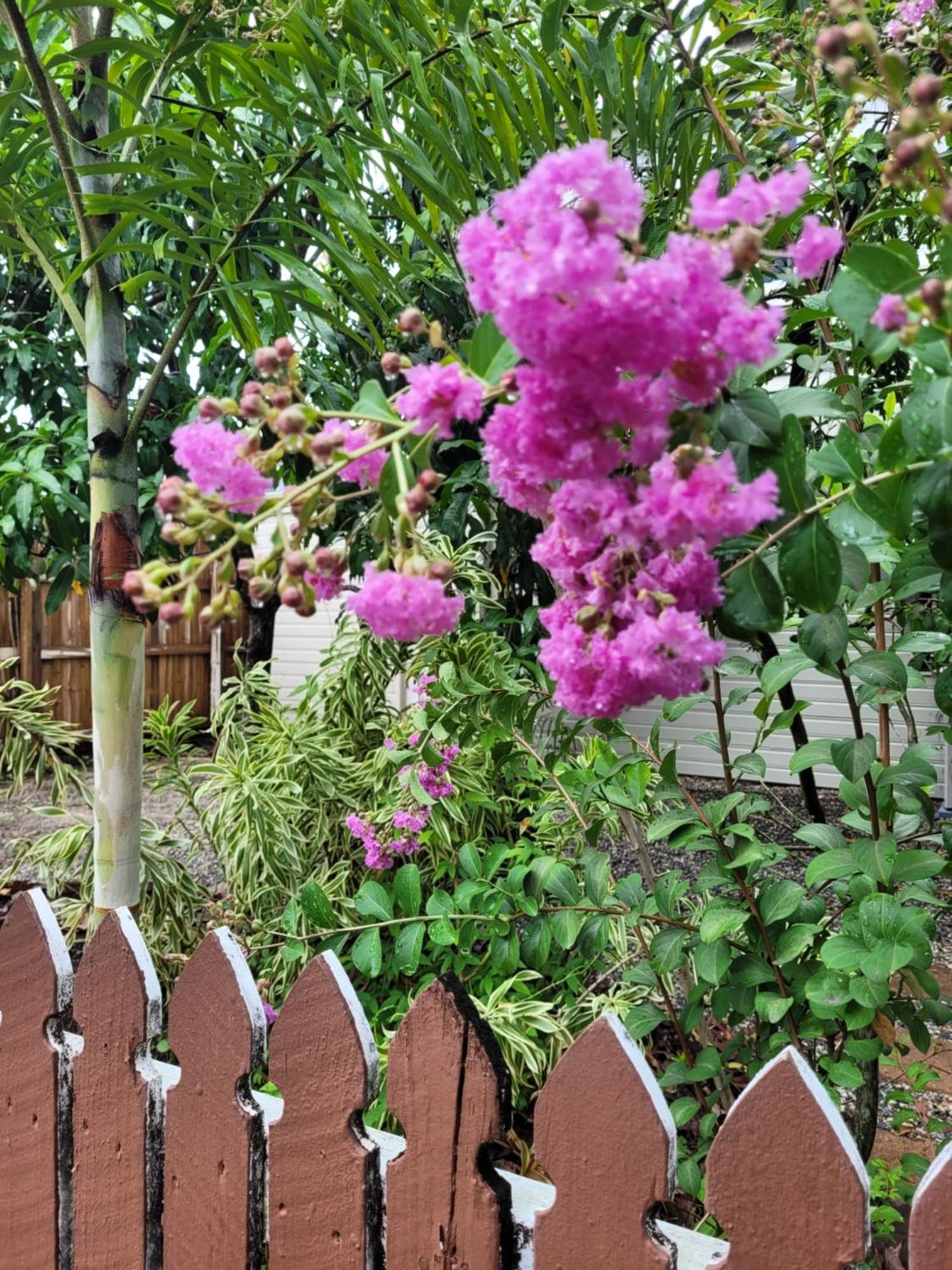 Travellers Paradise Cairns Dış mekan fotoğraf Lagerstroemia speciosa