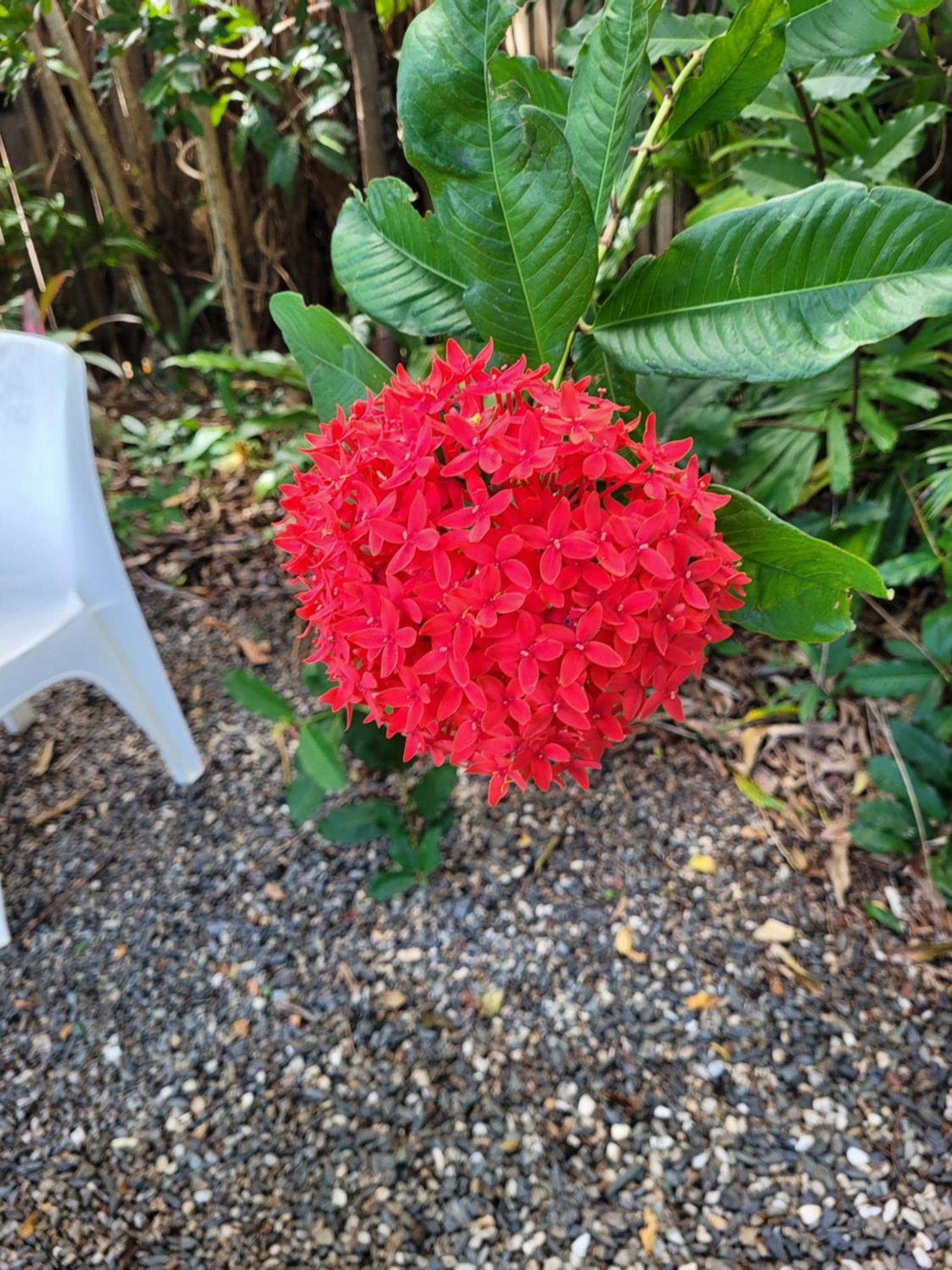 Travellers Paradise Cairns Dış mekan fotoğraf Flower of a red variety
